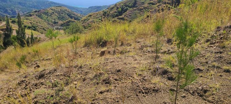 200 000 arbres plantés à Haïti, un projet au service de la ville de Lavial
