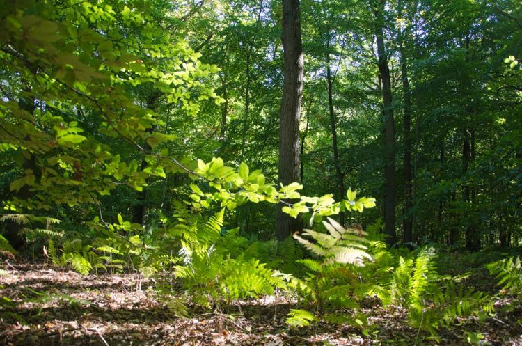 10 ans de reforestation… en faveur des forêts diversifiées