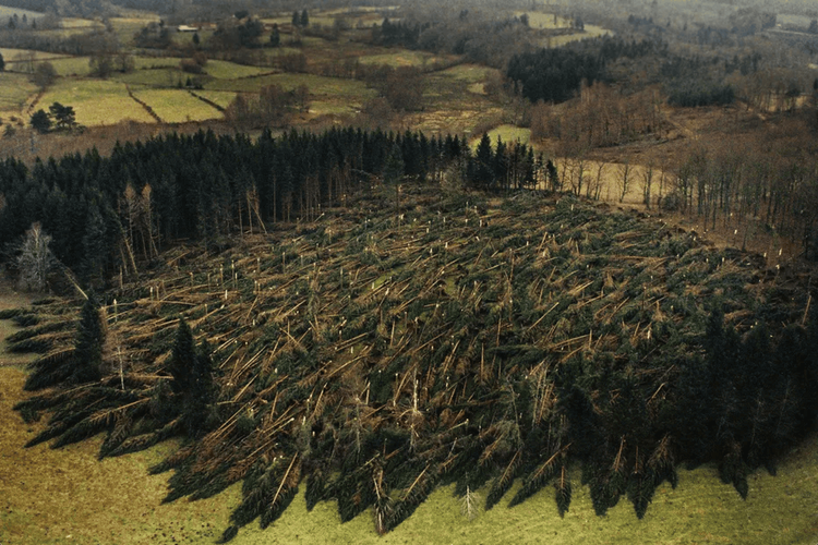 1999 storms: How Lothar and Martin damaged Western European forests