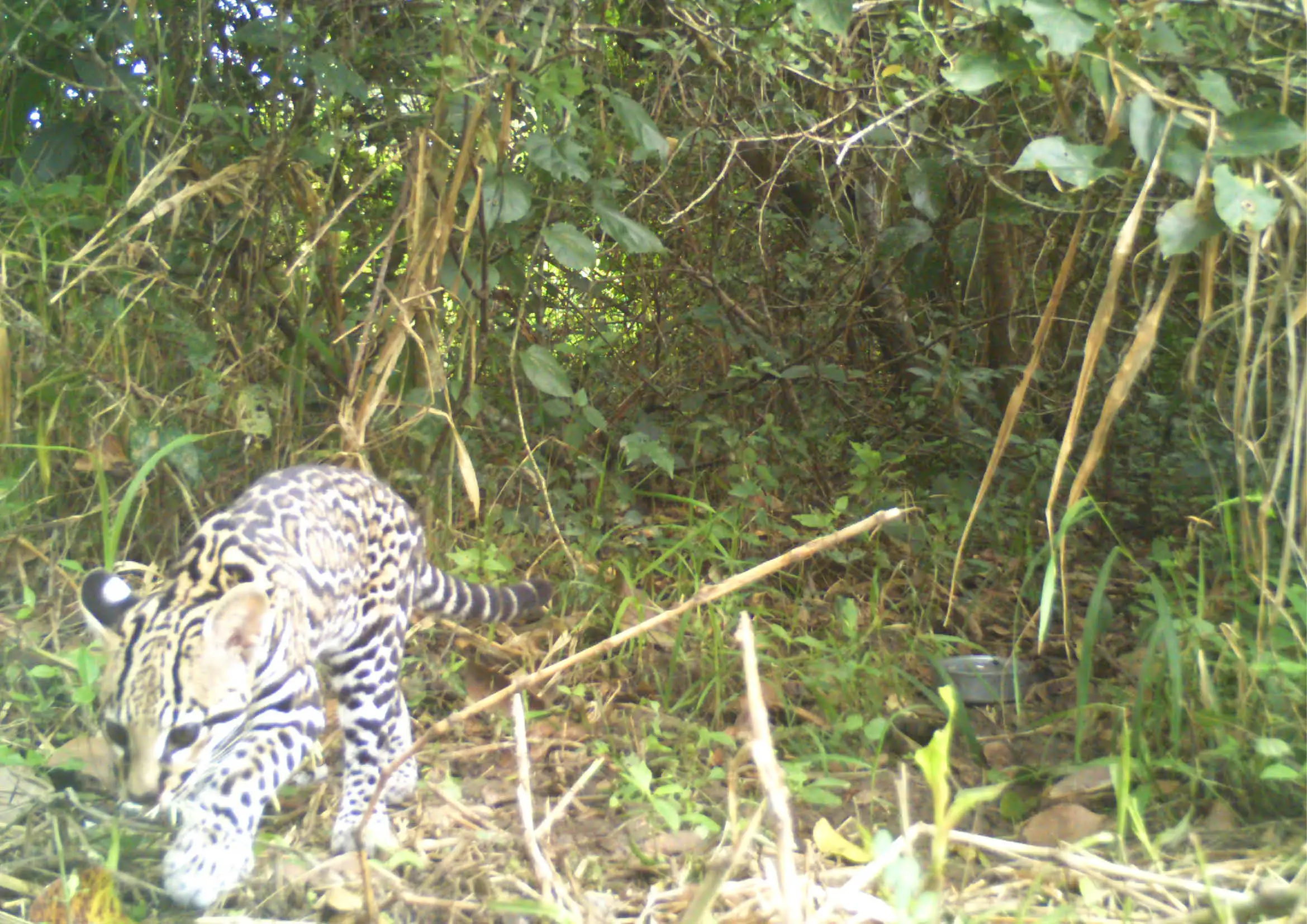 Ocelot photographié avec une camera trap