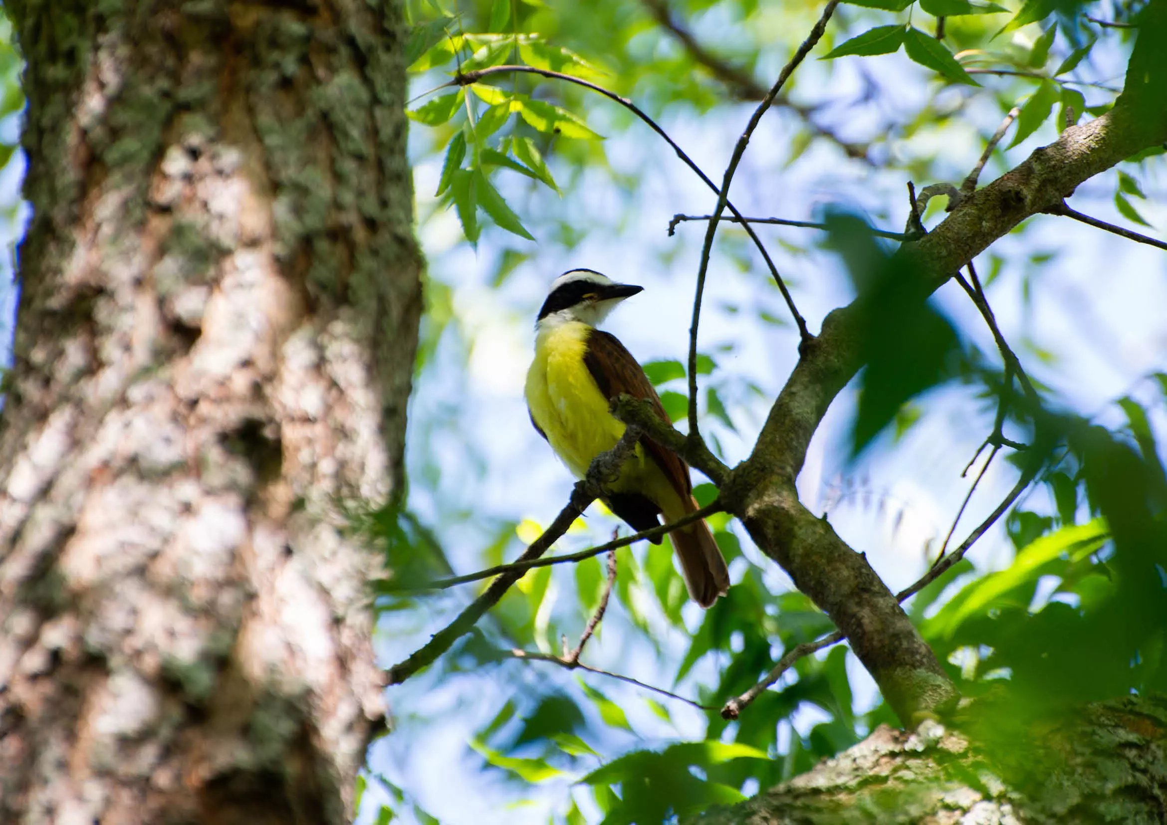 Oiseau sur un arbre