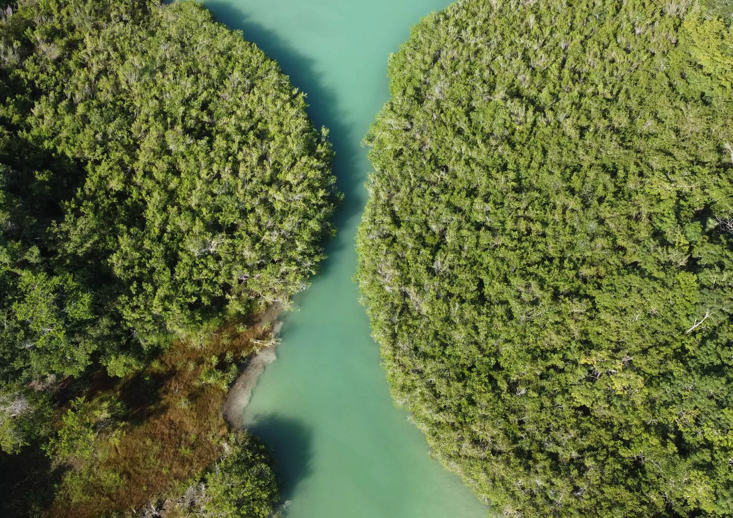 Vue de haut de la réserve Laguna de Términos, photographiée en drone